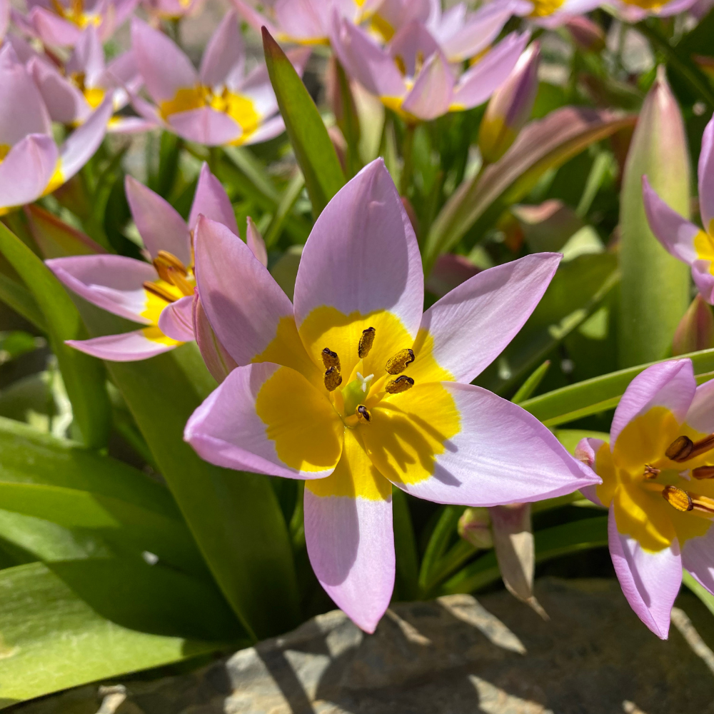 Wilde tulp (saxatilis) BIO