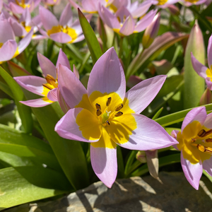 Wilde tulp (saxatilis) BIO