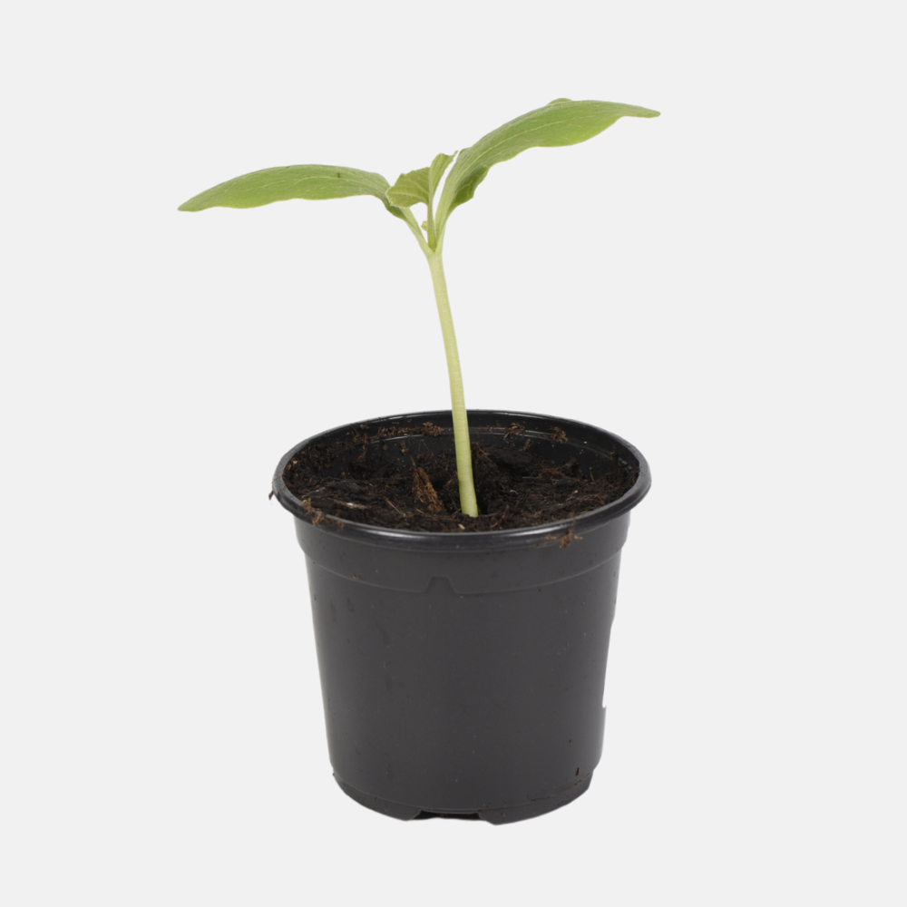 Grote oranje pompoen plant 1 stuk BIO