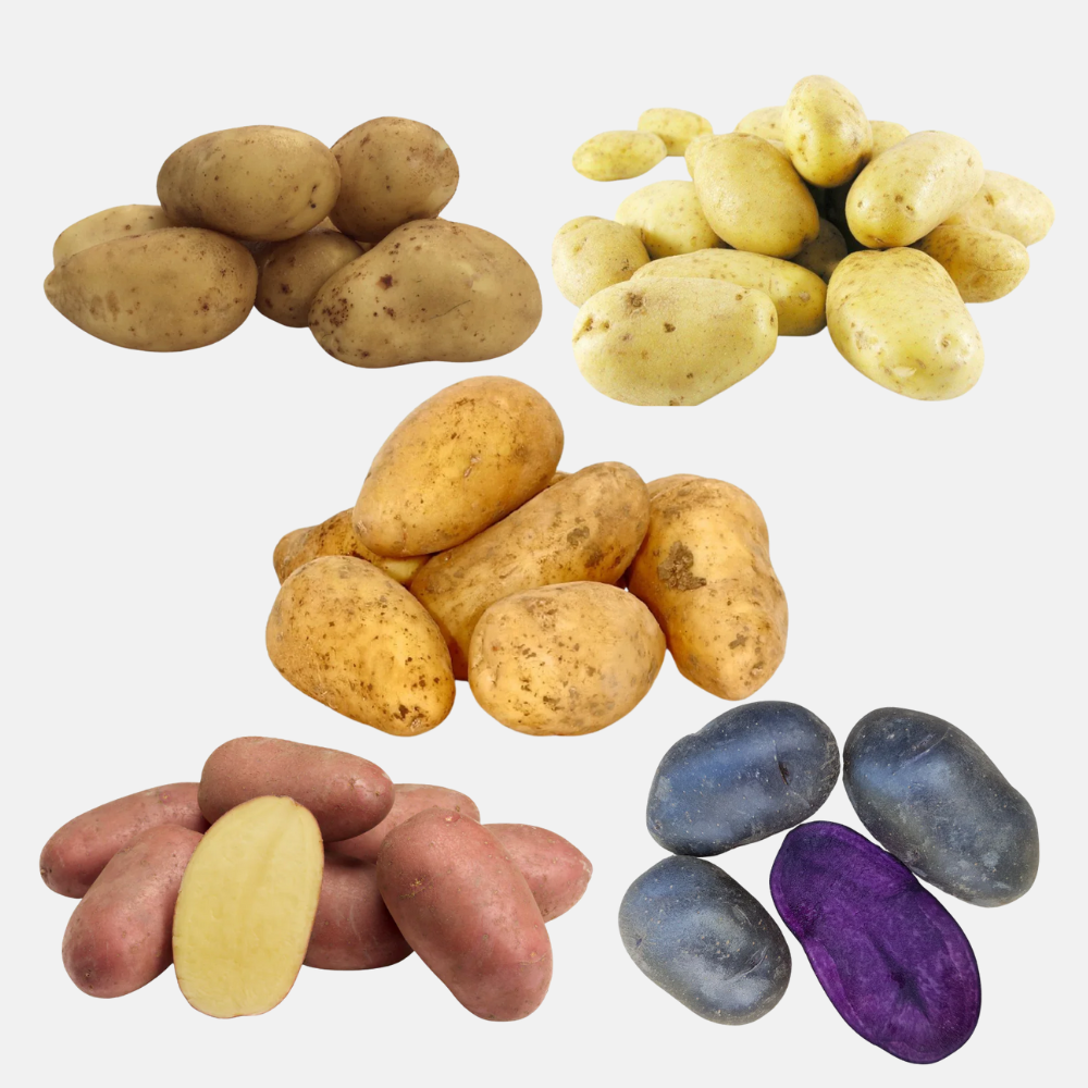 Seed potato package - Onions, shallots and garlic