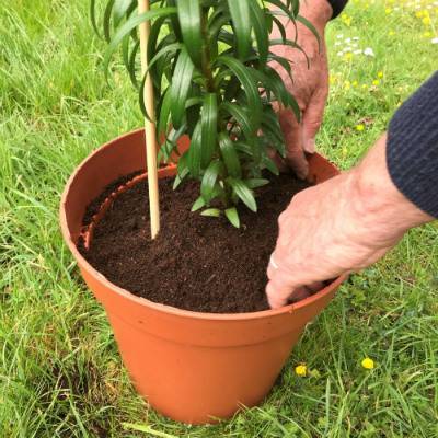 'Pot Master' drainageschijf met steunbuis - 15 cm (per 3 stuks)