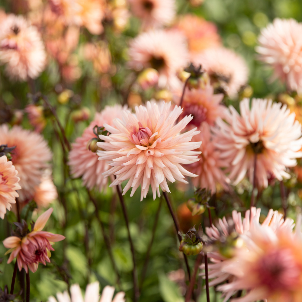 Dahlia 'Preference'