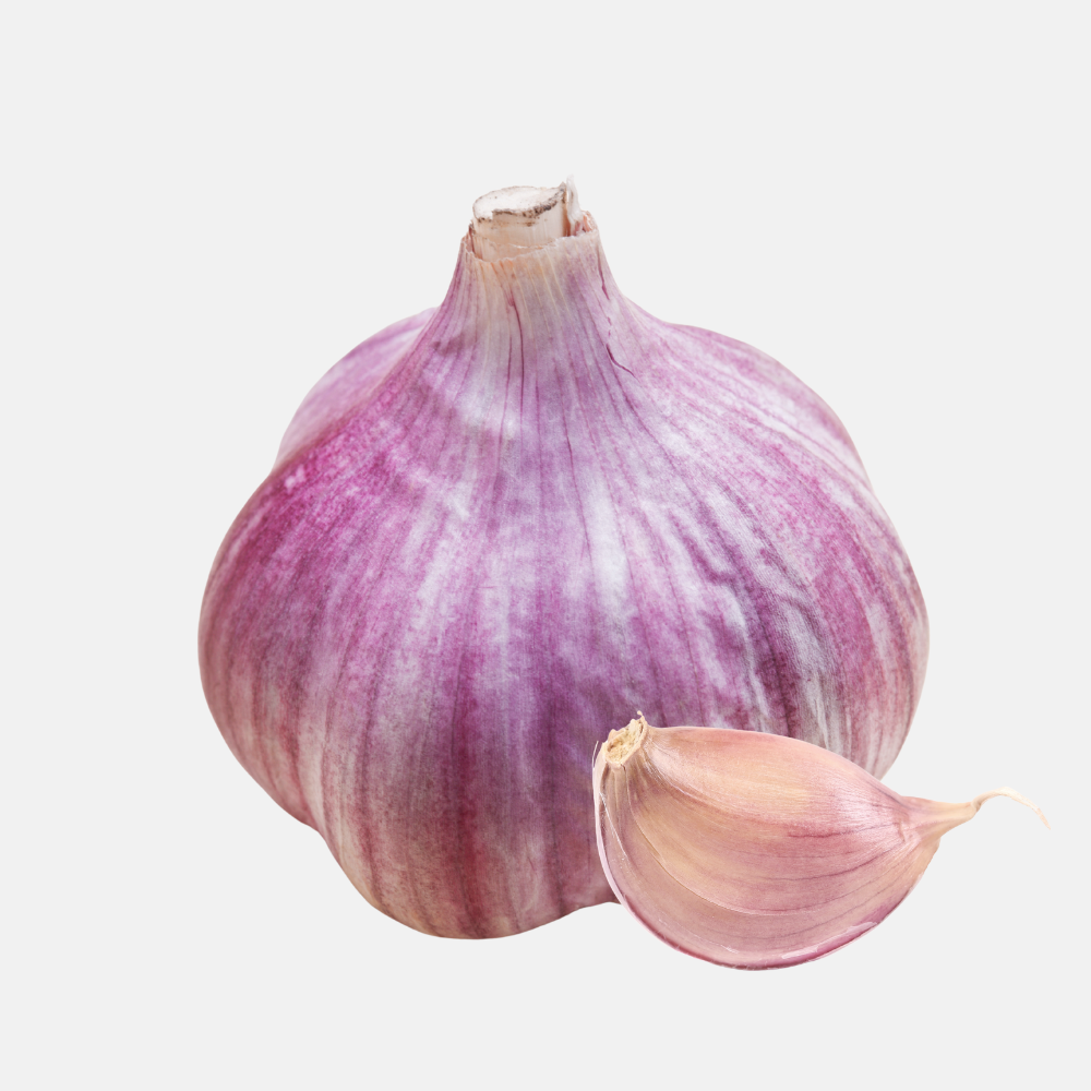 Plantknoflook paars 'Primor' (hardneck) BIO - 3 bollen