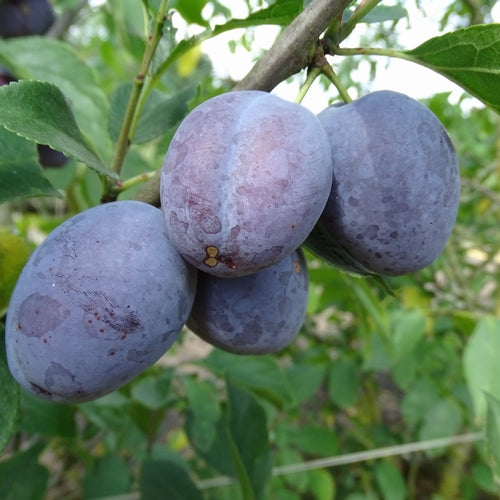 Pflaumenbaum Hauszwetsche BIO