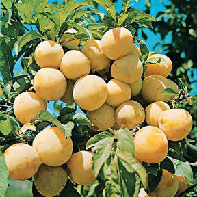 Pruimenboom 'Reine Claude d'Oullins' - Plukkers.com