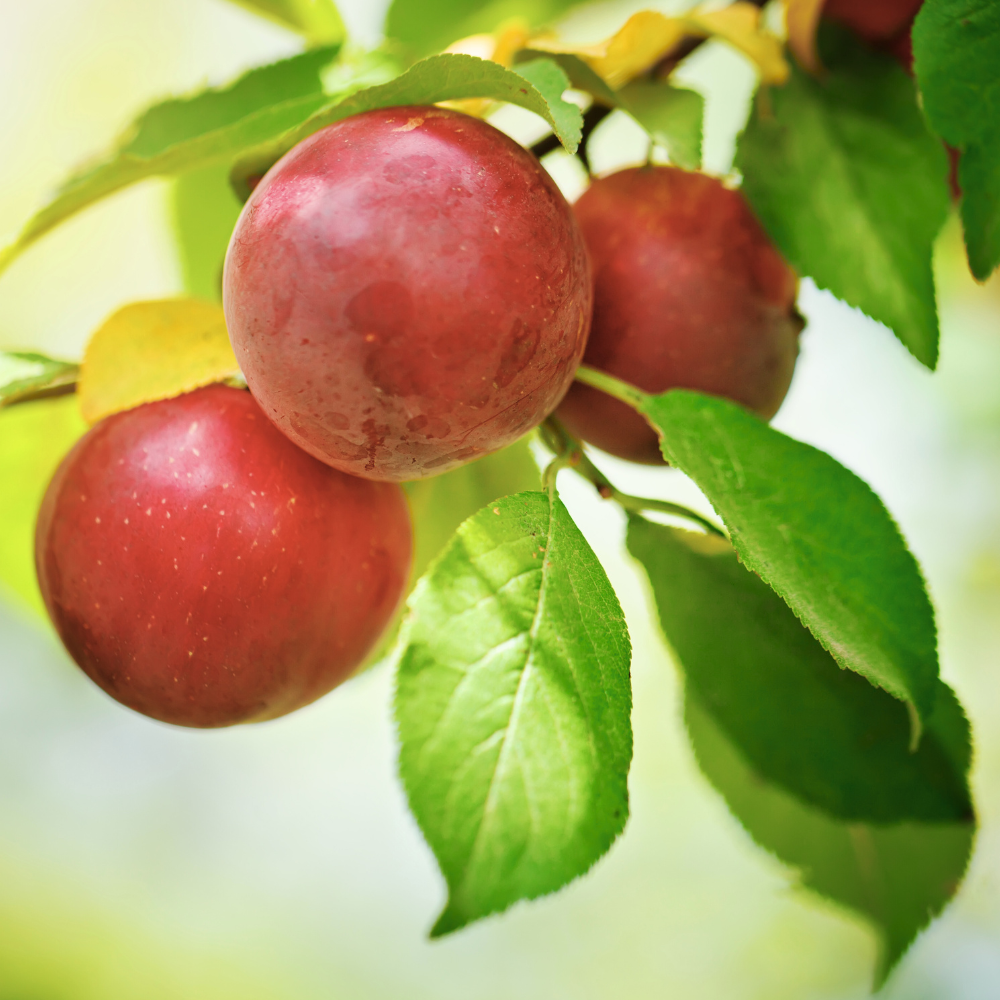 Russian plum tree 'Zurna'