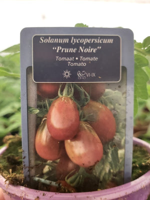 Tomate italienne ''Prune Noire'' (noire) en pot 1 plant 