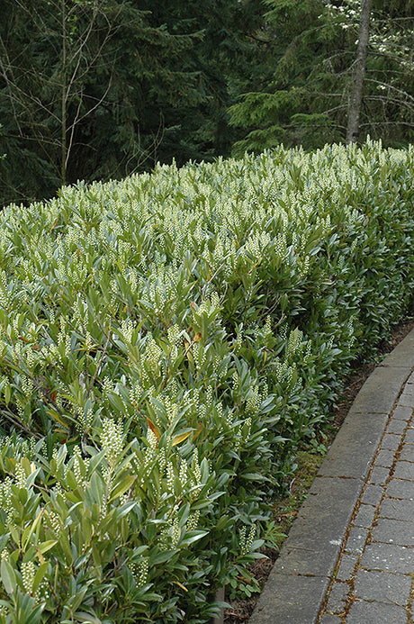 Laurierkers (Prunus laurocerasus 'Otto Luyken') - in 3L pot - 30/40 cm