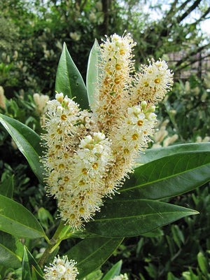 Laurier cerise (Prunus laurocerasus 'Otto Luyken') - en pot 3L - 30/40 cm