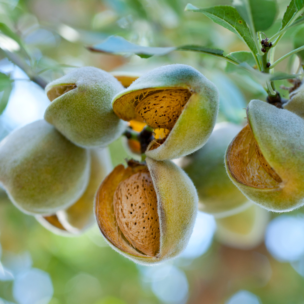 Almond tree Dulcis