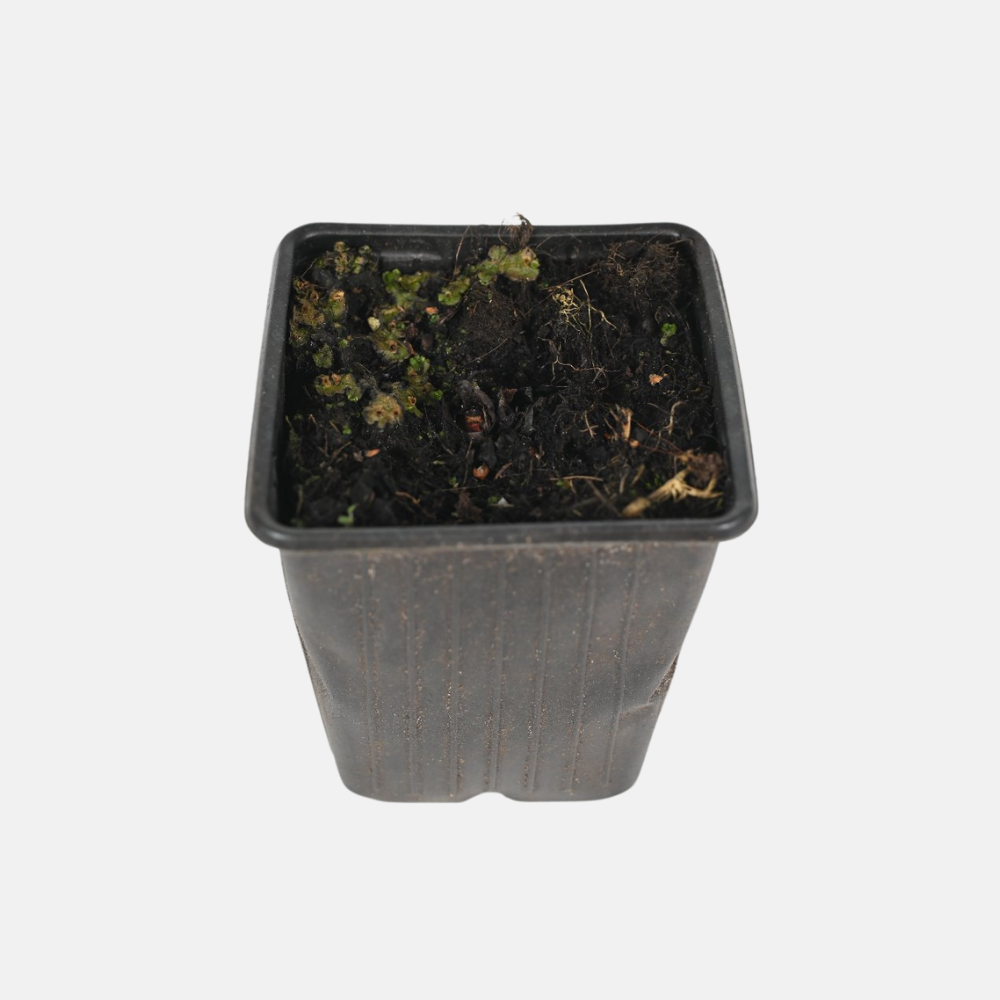 Rhubarb 'Victoria' - P9 pot