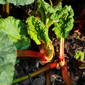 Rhubarb 'Victoria' - P9 pot
