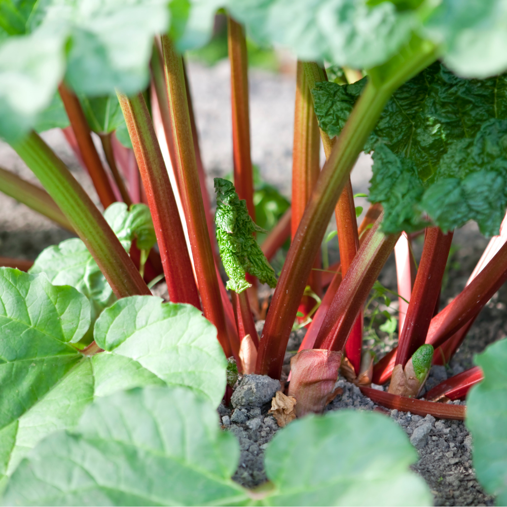 Rhubarb 'Victoria' - P9 pot
