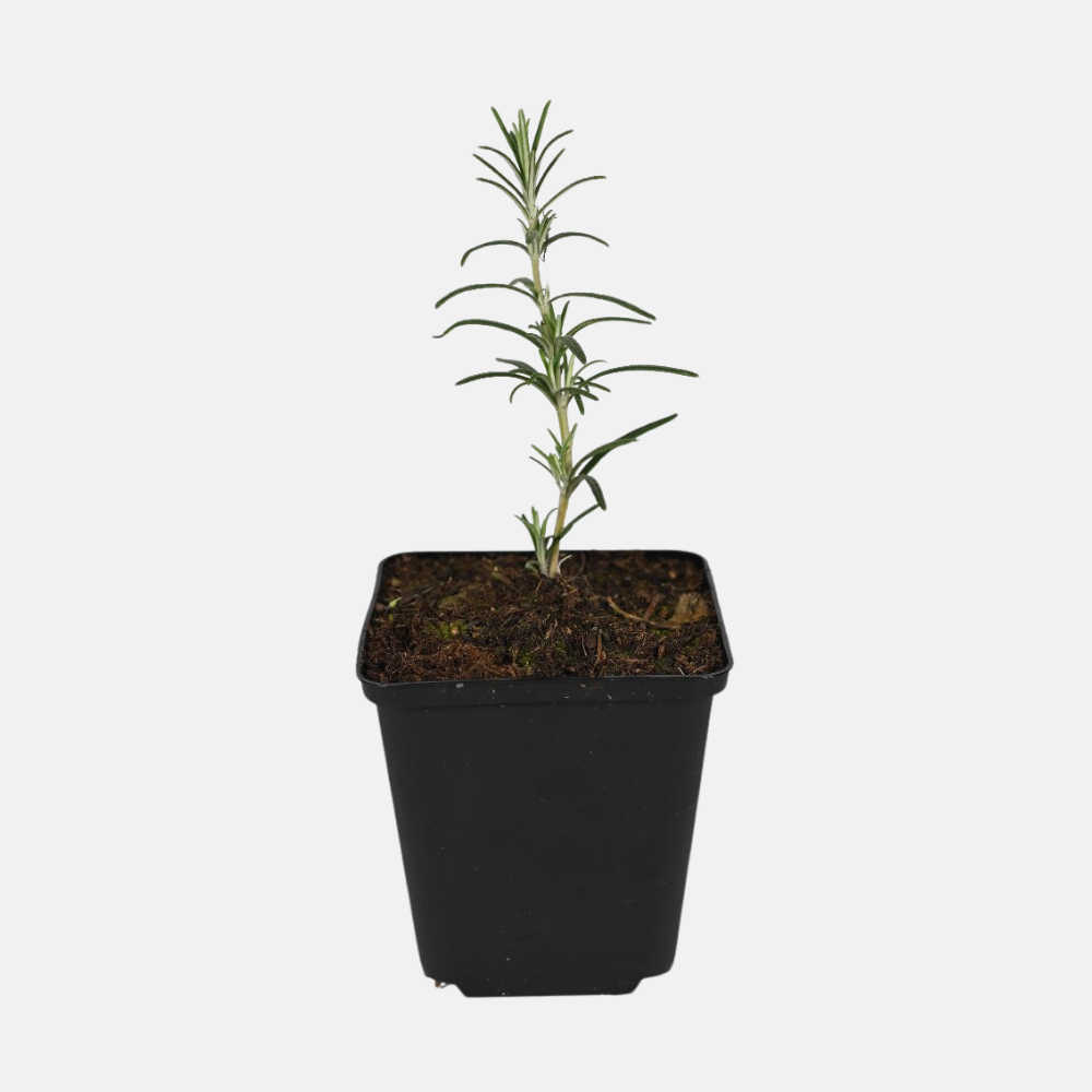 Kruidenpakket - onze 10 favorieten