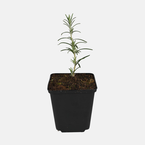 Kruidenpakket - onze 10 favorieten