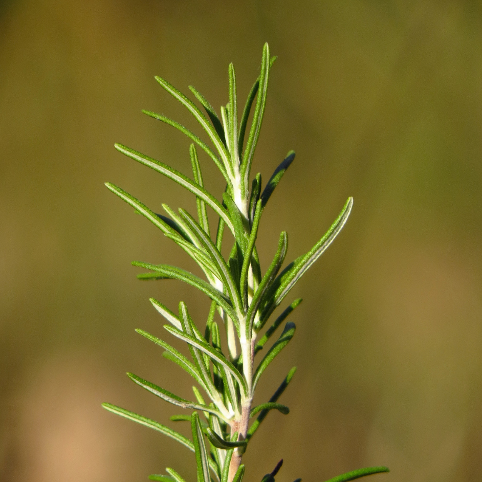 Kruidenpakket - onze 10 favorieten