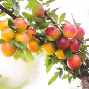 Russian plum tree 'Kometa'