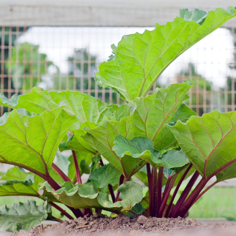 Rabarber 'Frambozenrood' - Blote wortel
