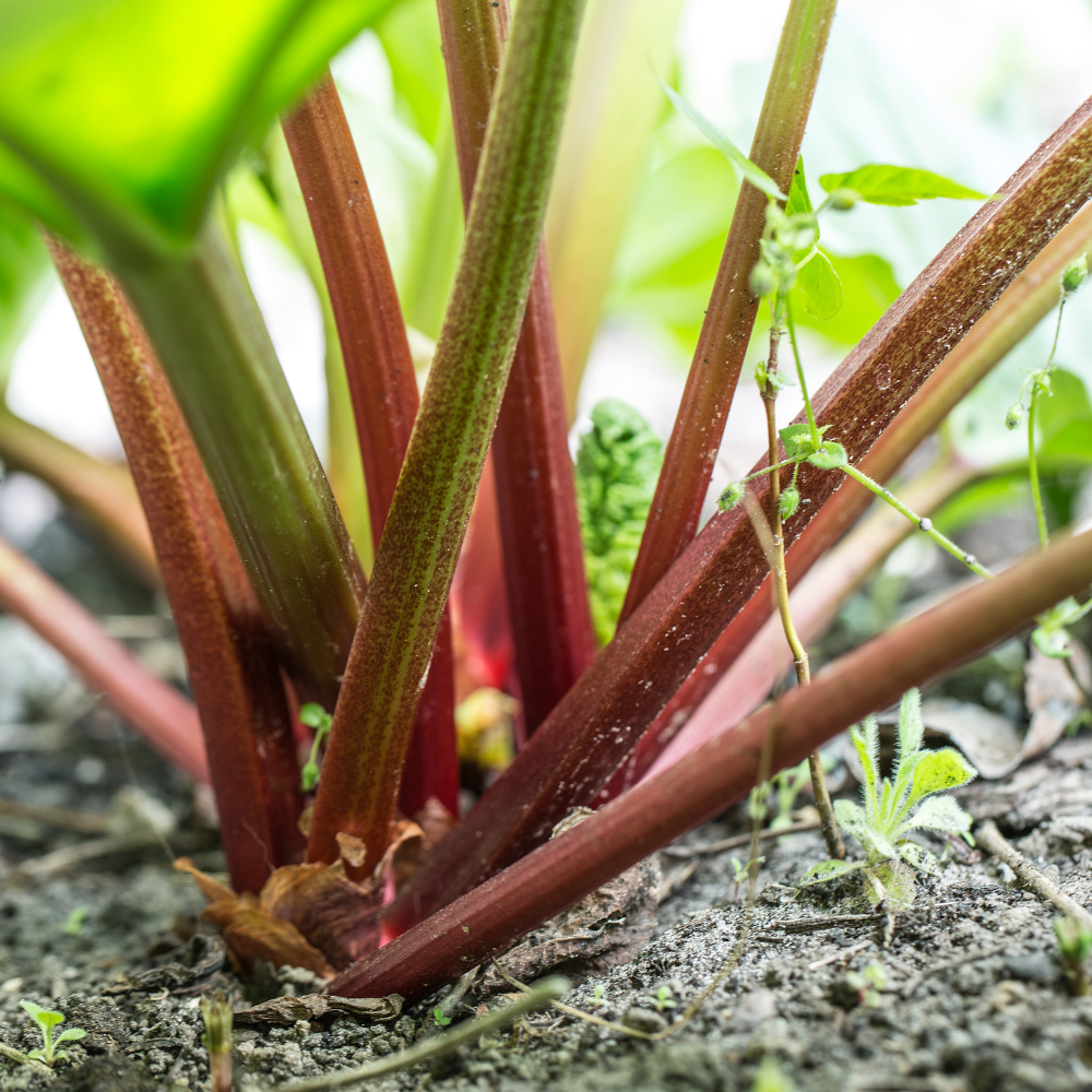 Rabarber 'Red Champagne' - Blote wortel