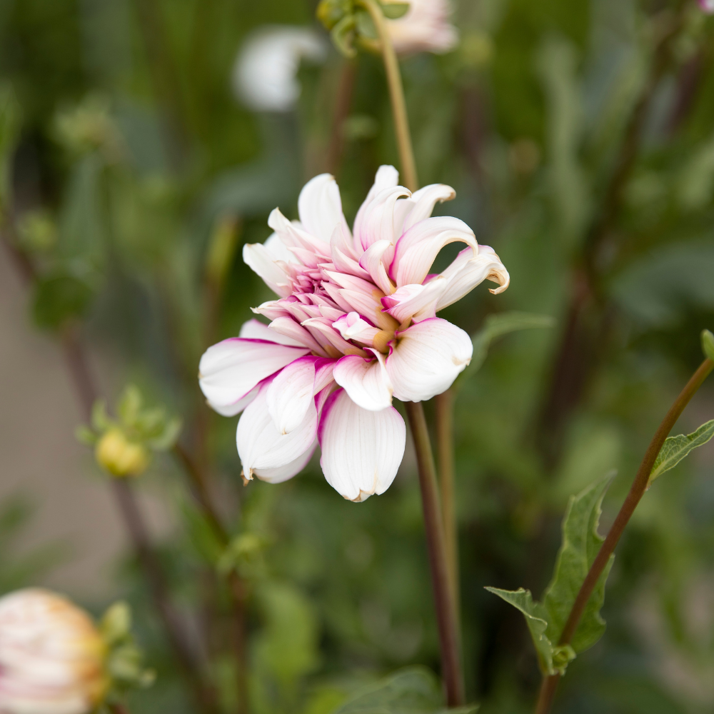 Dahlia 'Radegast'