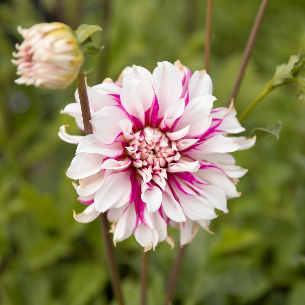 Dahlia 'Radegast'