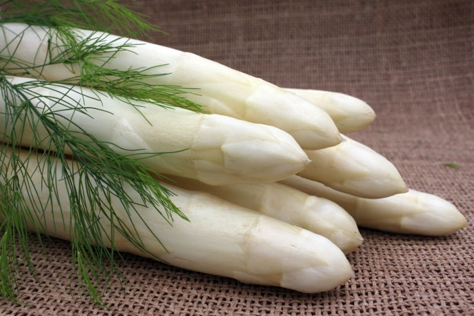 Plant d'asperges Ramires taille A70+ pour la culture d'asperges blanches