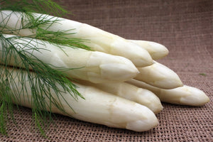 Asperge plant Ramires maat A70+ voor teelt witte asperges