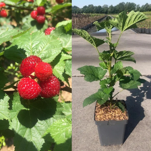 Frambozenboompje 'Raspberry Tower' - Zuilframboos