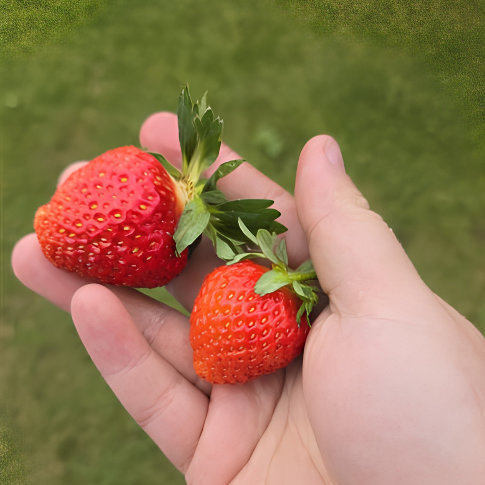 Aardbeiplanten frigo laat 'Ravellia' BIO - 10 stuks