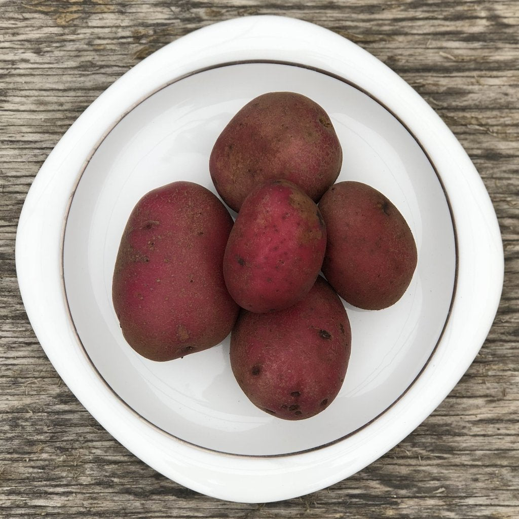 Pflanzkartoffel Erste Frucht rot 28/40 früh