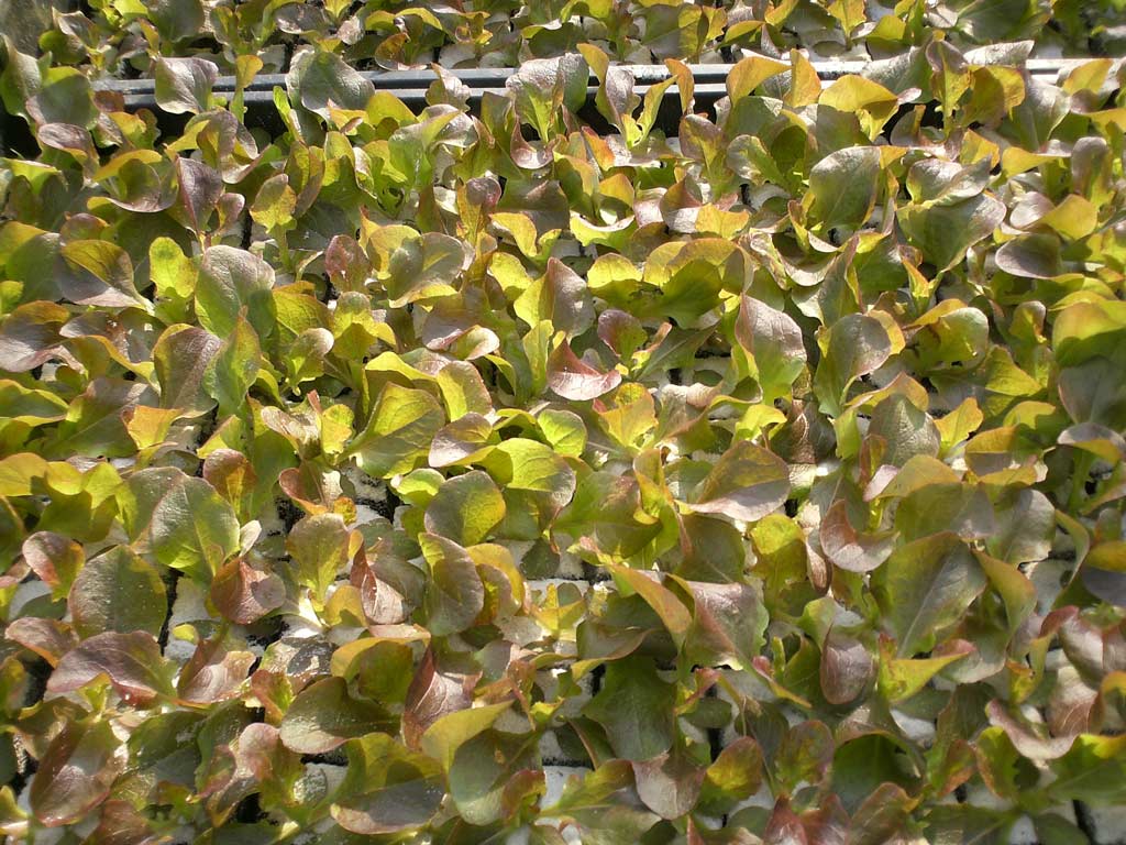 Eikenbladsla rood plantjes BIO 5 stuks