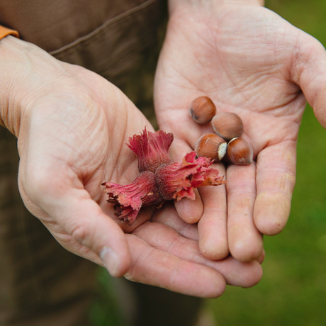 Haselnussrot 'Rote Zellernuss'