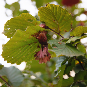 Haselnussrot 'Rote Zellernuss'