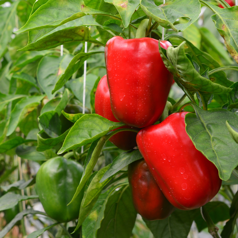 Rode paprika plant 1 stuk BIO