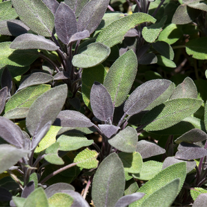Roodbladige salie (salvia off.) - 'Purpurascens' BIO
