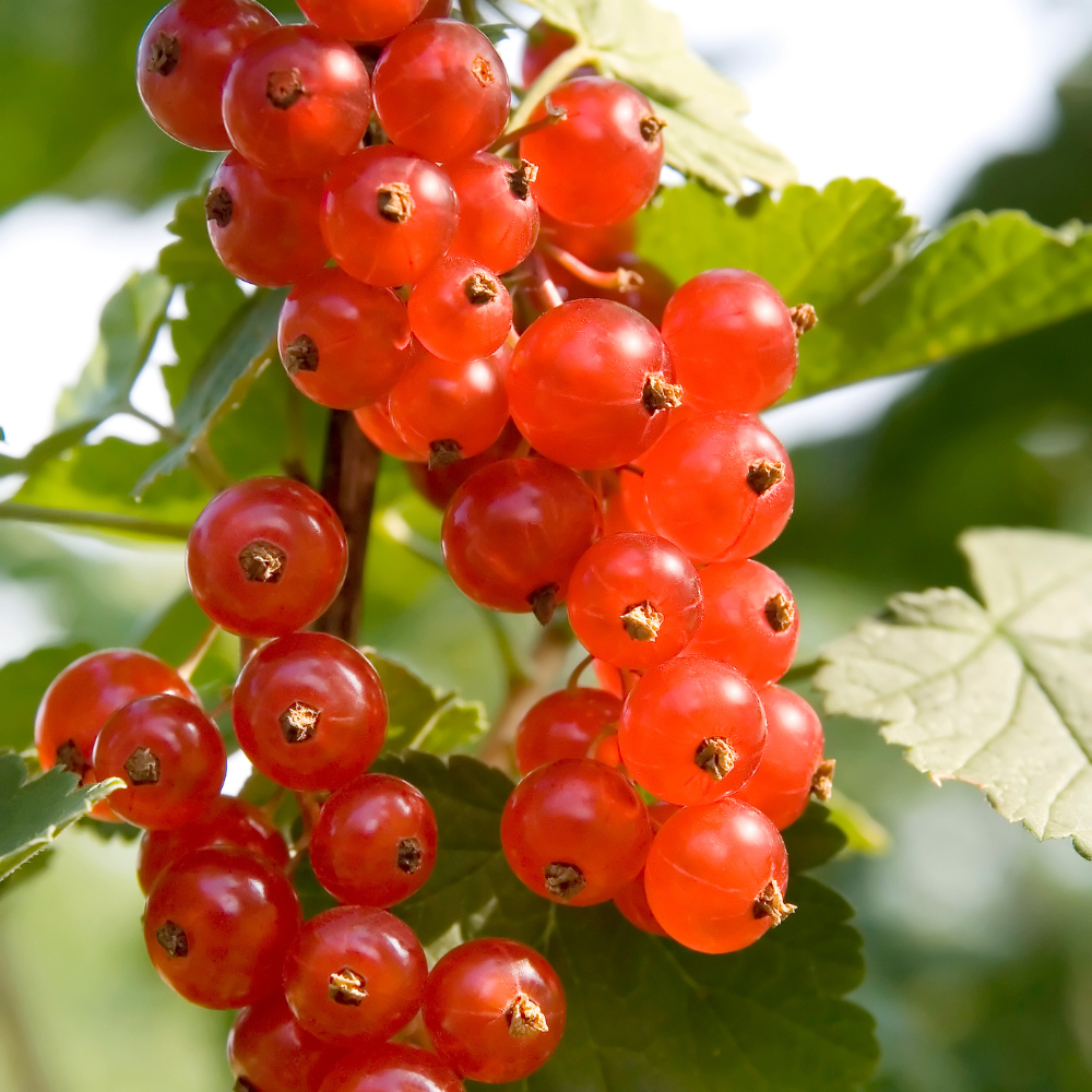 Redcurrant 'Jonkheer van Tets' BIO