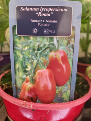 Tomate italienne Roma en pot 1 plante