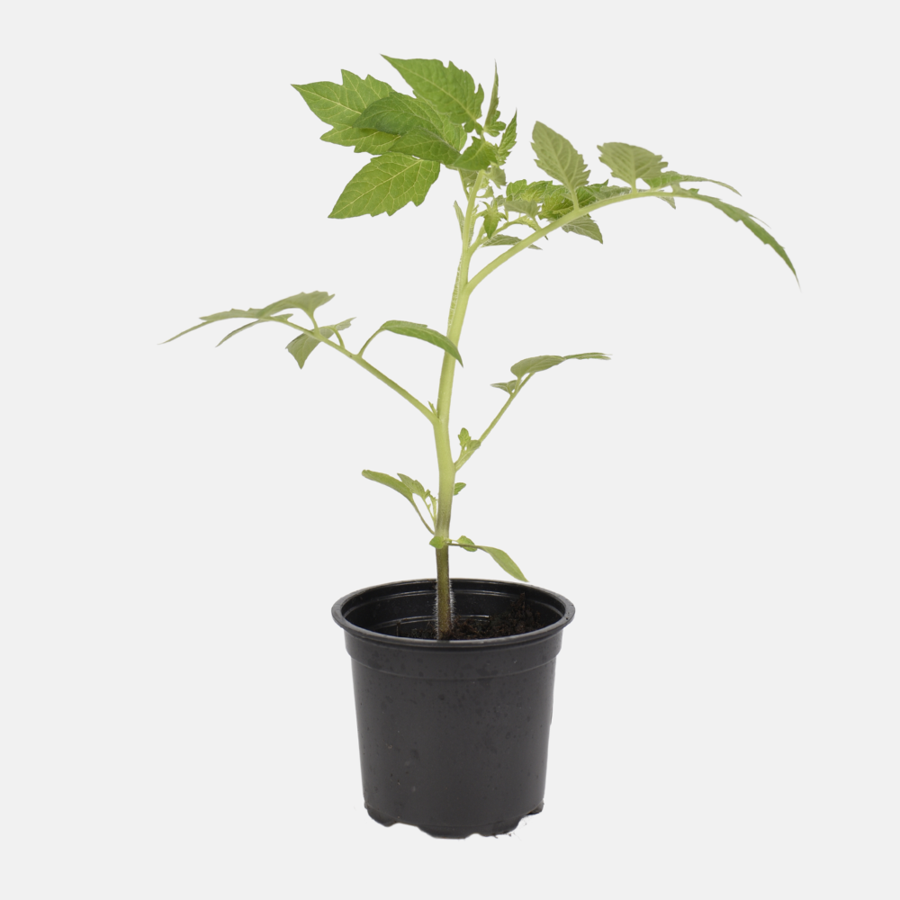 Roma tomaat plant 1 stuk BIO