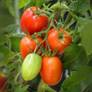Roma tomaat plant 1 stuk BIO