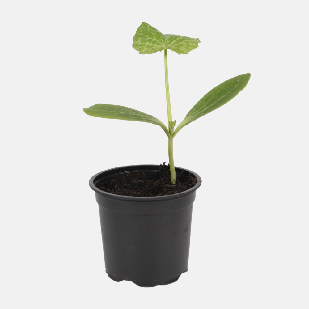 Ronde courgette plant 1 stuk BIO
