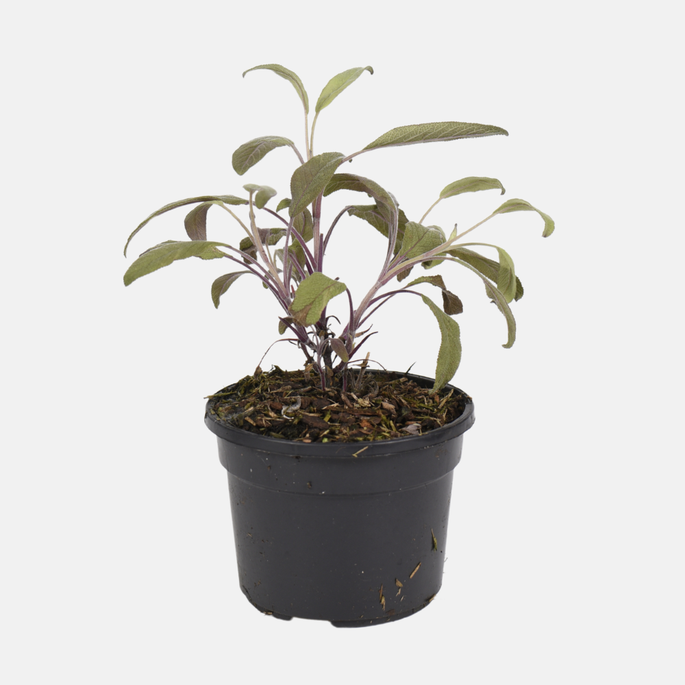 Roodbladige salie (salvia off.) - 'Purpurascens' BIO