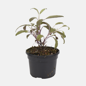 Roodbladige salie (salvia off.) - 'Purpurascens' BIO