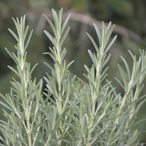 Winterharde rozemarijn (rosmarinus off.) - 'Blue Winter' BIO