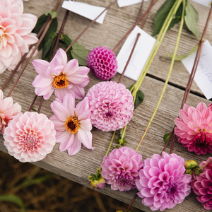 Dahlia package 'Pink/purple' (11 varieties)