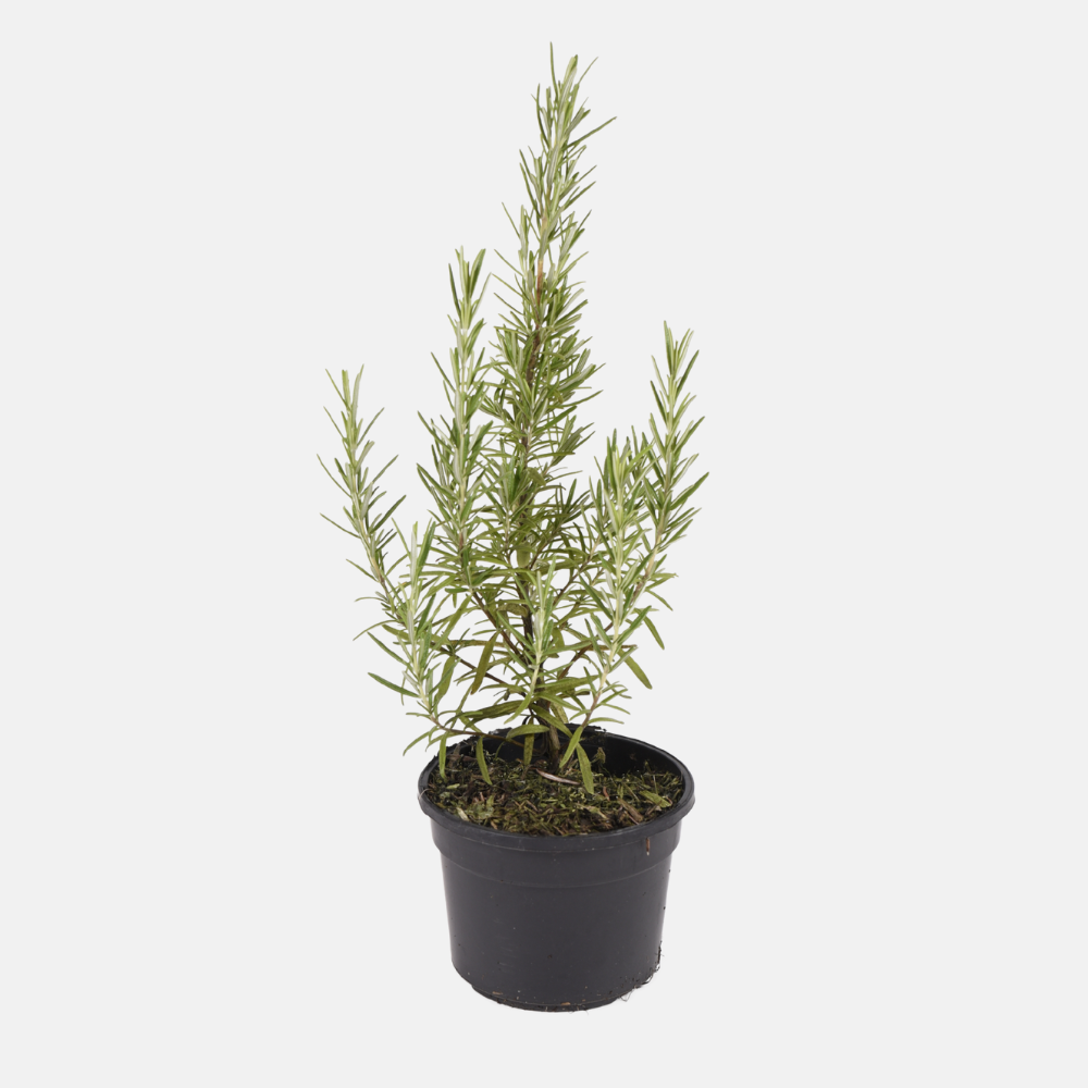 Rosemary (rosmarinus officinalis) BIO