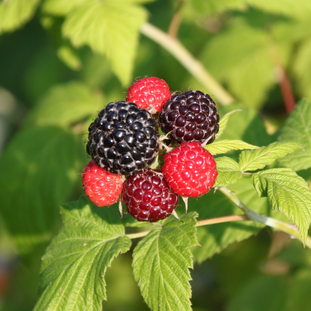 Pearl Raspberry Back Labewl Black Raspberry 'Black Jewel' BIO – Plukkers.com