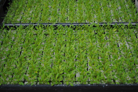 Groene selder plantjes BIO 5 stuks