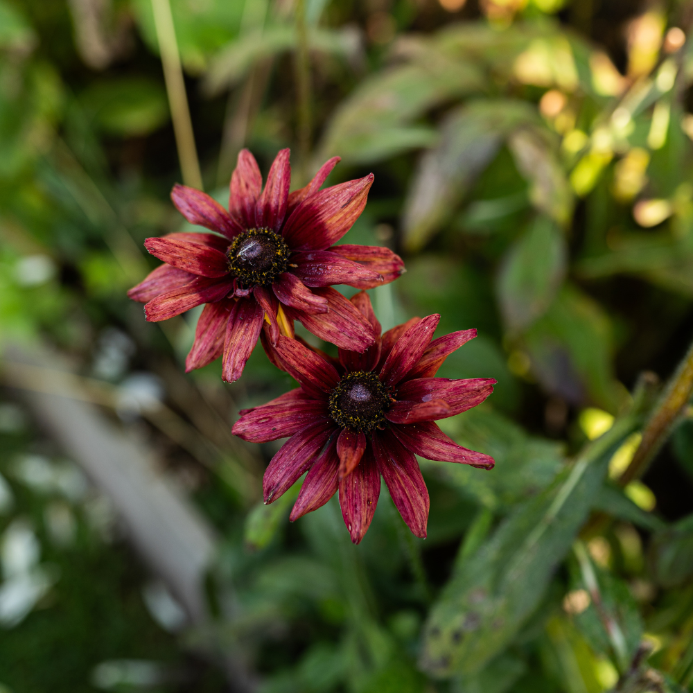 Rudbeckia - Cherry Brandy