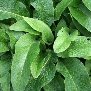 Russische Smeerwortel 'Bocking 14' (symphytum x uplandicum) - P9 pot