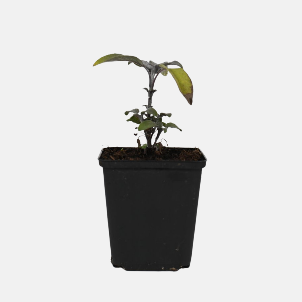 Kruidenpakket - onze 10 favorieten